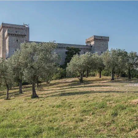 Lavanda * Capitone